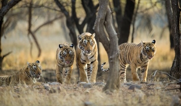 Ranthambore