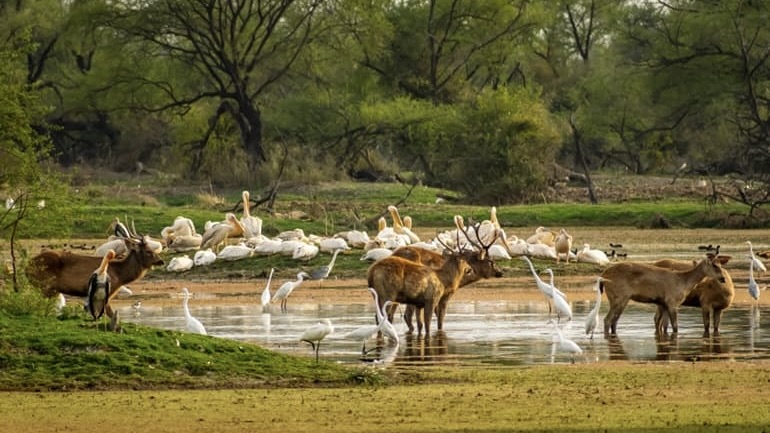 Mount Abu Wildlife Sanctuary