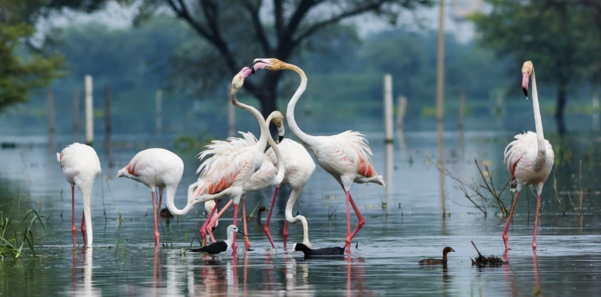 Bharatpur