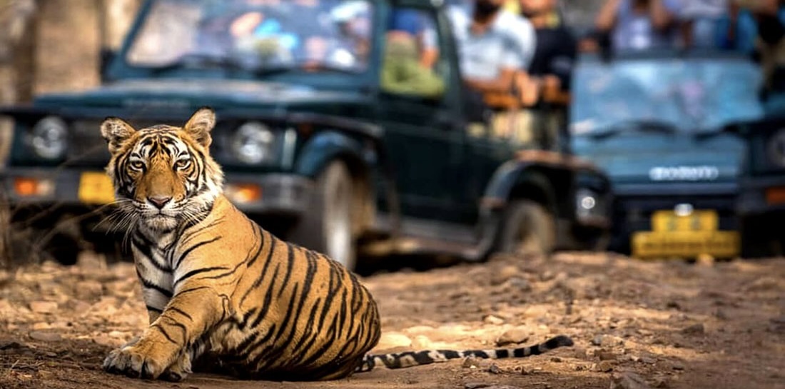Sawai Madhopur (Ranthambore)