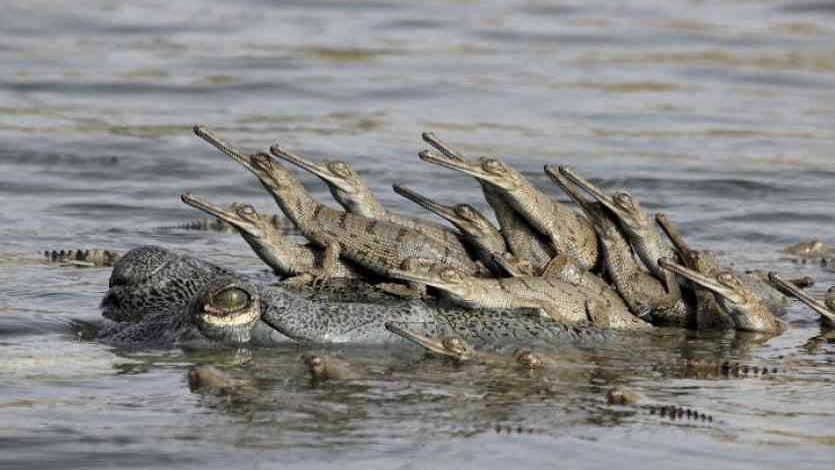 National Chambal Gharial Sanctuary