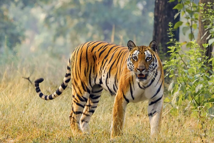 Wildlife Holidays