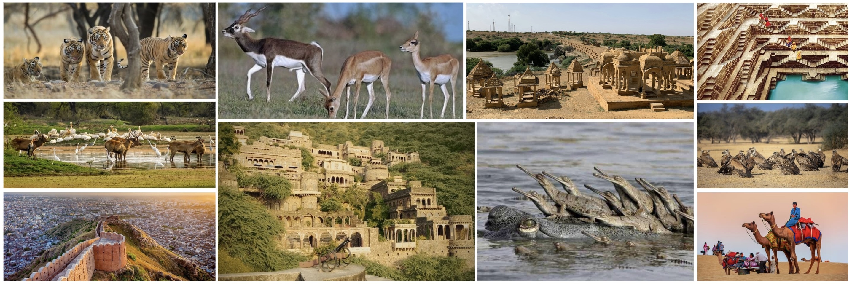 Nature of Wildlife with Palace of Shadows